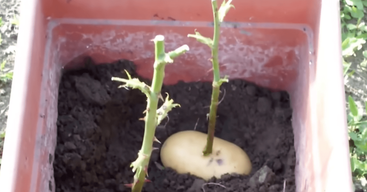 Hij plaatst een afgesneden stengel van de roos in een aardappel – wat er dan gebeurt? Geweldig!
