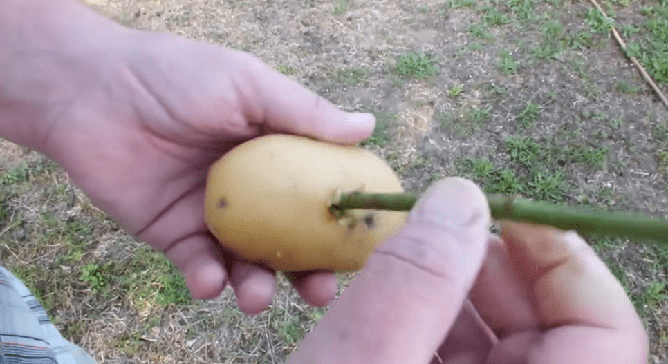 Aardappel
