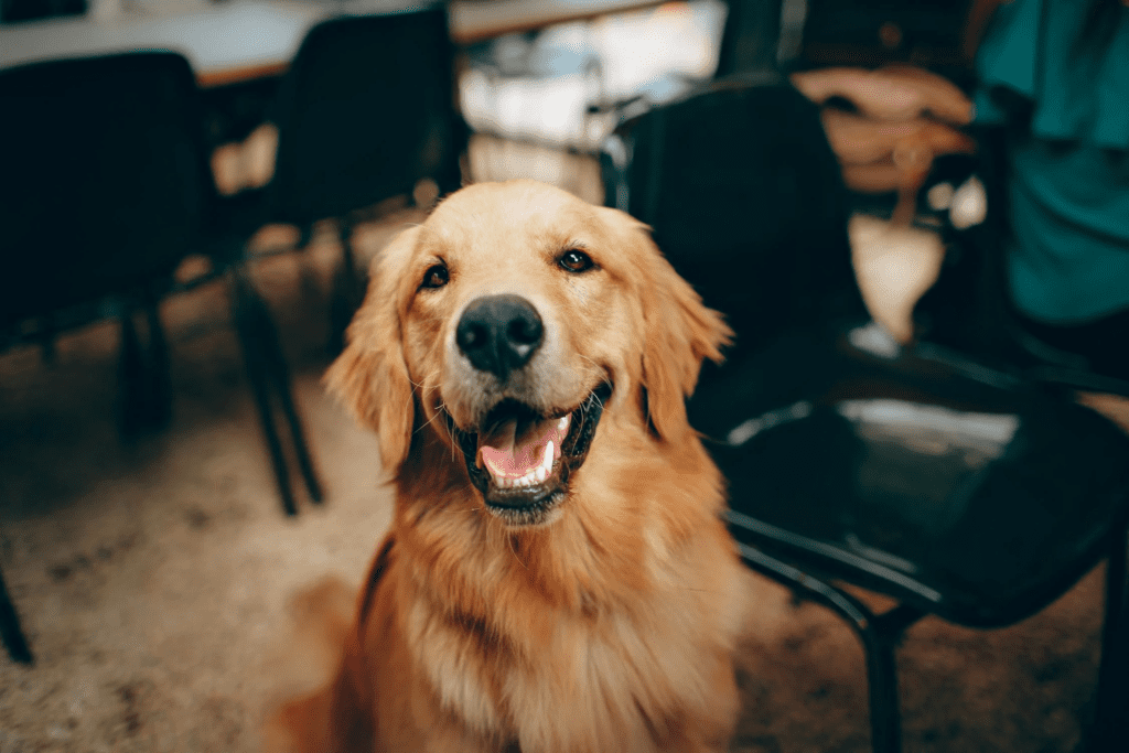 Hond