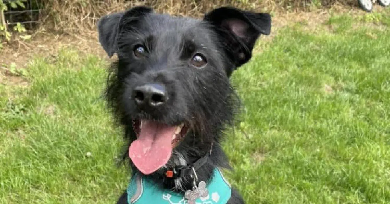 Eigenaar wil hond laten inslapen “omdat hij blaft”
