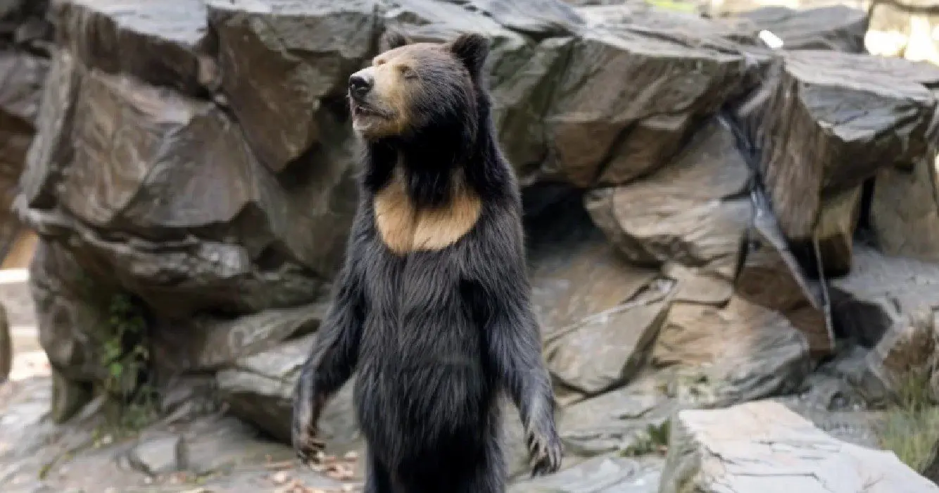 “Menselijke beer” van Chinese dierentuin zwaait in nieuwe video 