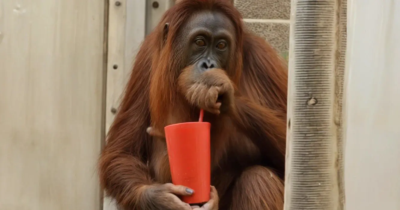 Zwangere orang-oetan met ochtendmisselijkheid leeft helemaal op dankzij zwangerschapsthee