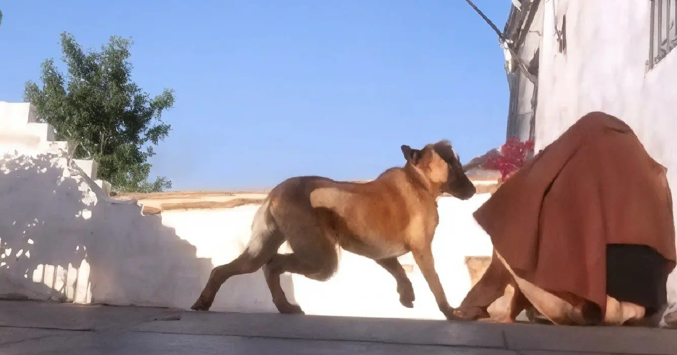 Zijn baasje is weg geweest en verrast zijn hond toen hij zijn geur rook gebeurde er iets bijzonders