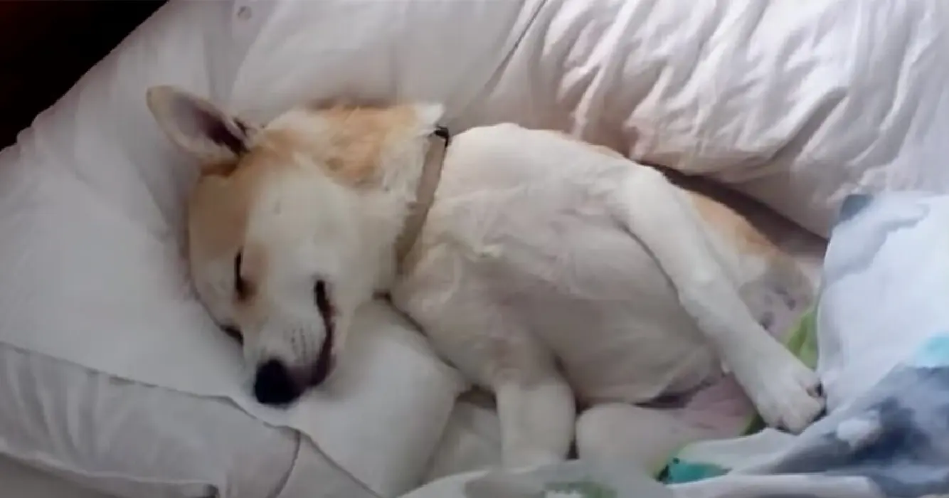 Deze hond weigert naar de dierenarts te gaan… tot haar baasje dit doet!
