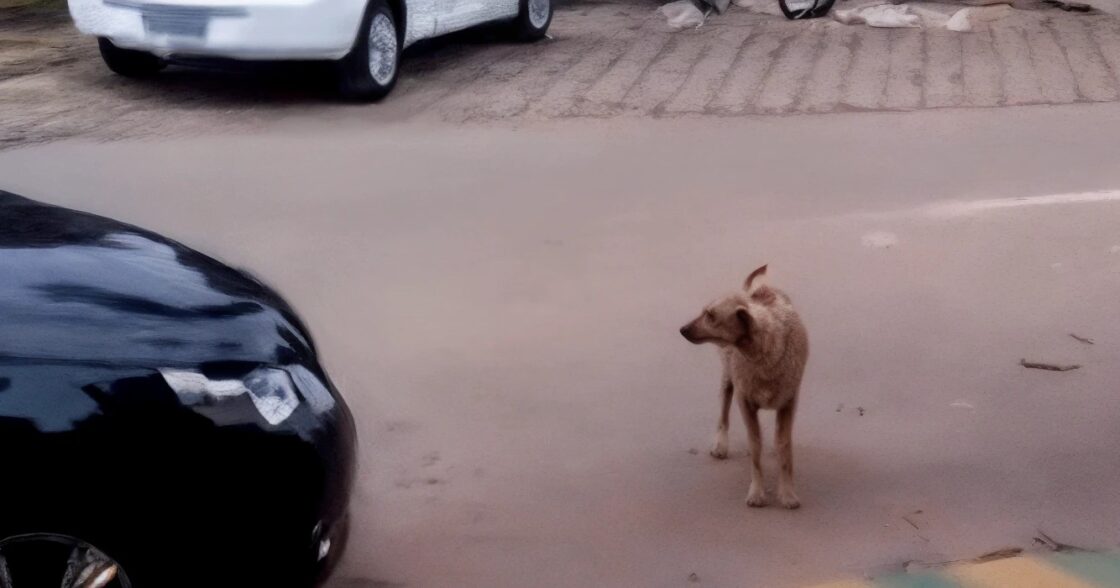 De auto parkeert voor de hond zodra de muziek begint kunnen we niet meer stoppen met lachen om de hond