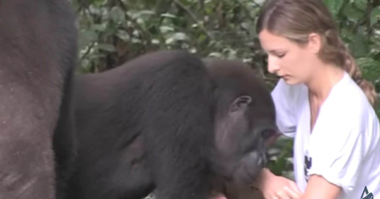 Meisje groeide op met gorilla’s - maar twaalf jaar later had niemand deze reactie verwacht