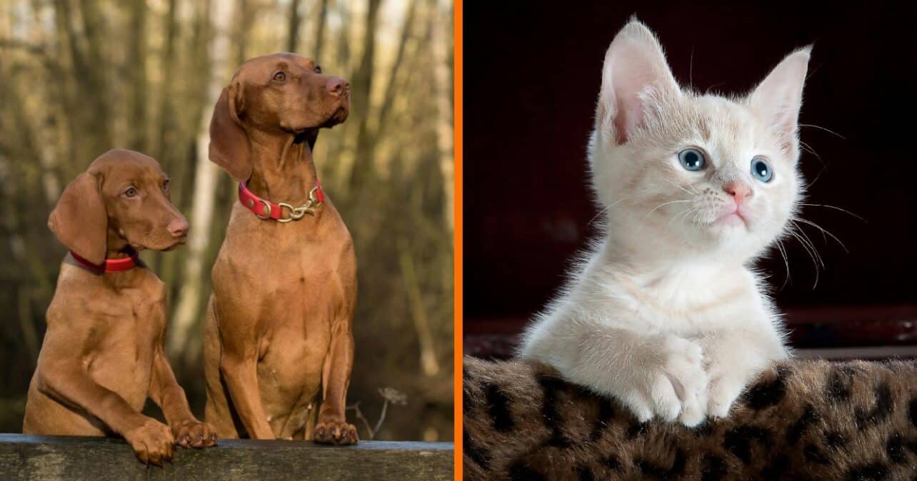 Zorgzame honden helpen reddingskatje grootbrengen en nu denkt hij bij de roedel te horen