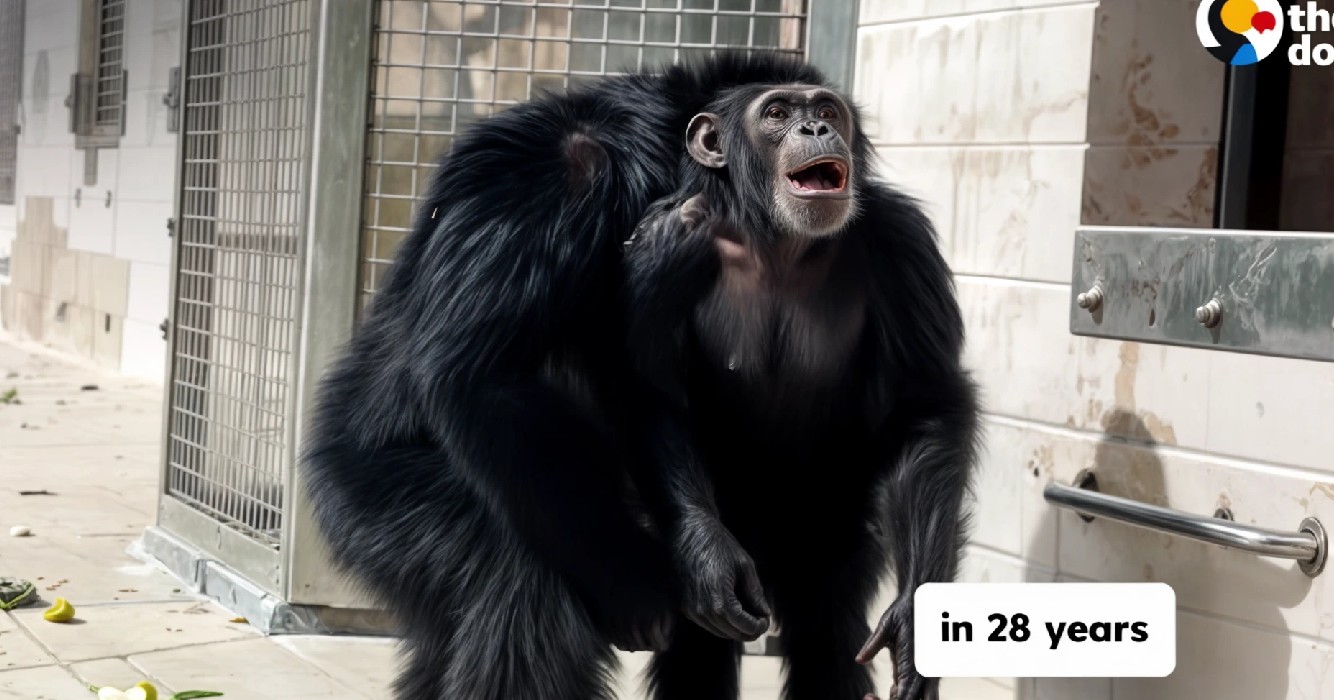 Chimpansee staat versteld als ze voor het eerst in 28 jaar de open lucht ziet