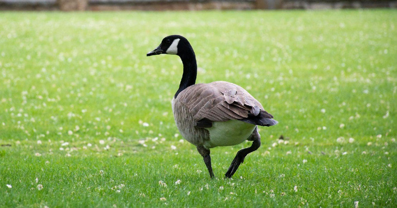 Dierenbeul wordt op heterdaad betrapt als hij gans mishandeld 