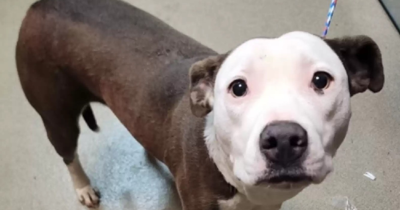 Hond steekt koppie uit kennel zodat ze haar vriendjes geadopteerd ziet worden 