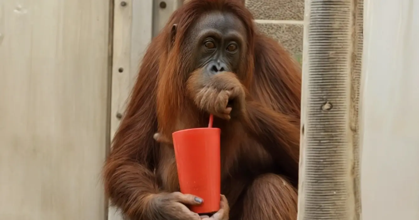 Zwangere orang-oetan met ochtendmisselijkheid leeft helemaal op dankzij zwangerschapsthee