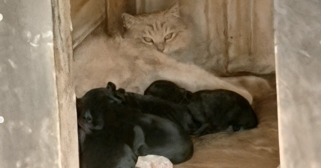 Buren zien hoe poes pasgeboren puppy’s steelt – hun hart smelt als ze zien waarom 