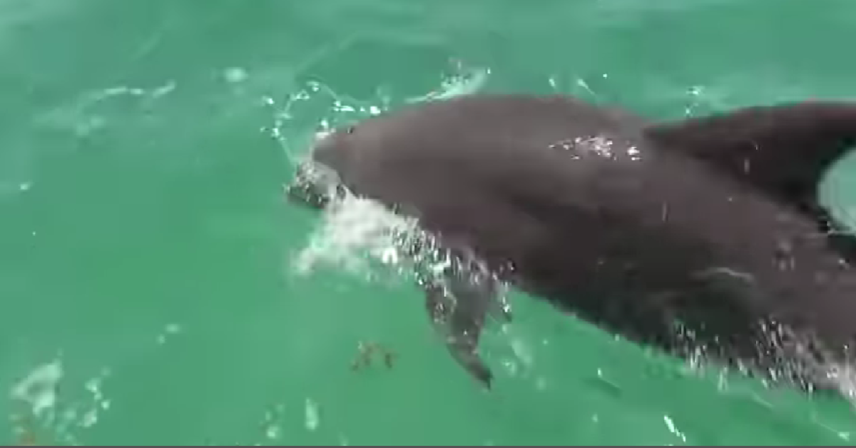 De toeristen genieten van de springende dolfijnen op zee maar dan gebeurt er dit even schrikken