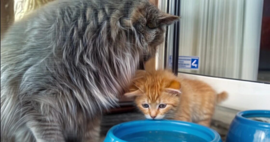De kitten drinkt voor de eerste keer water maar weet niet precies hoe en kijkt dan naar zijn moeder