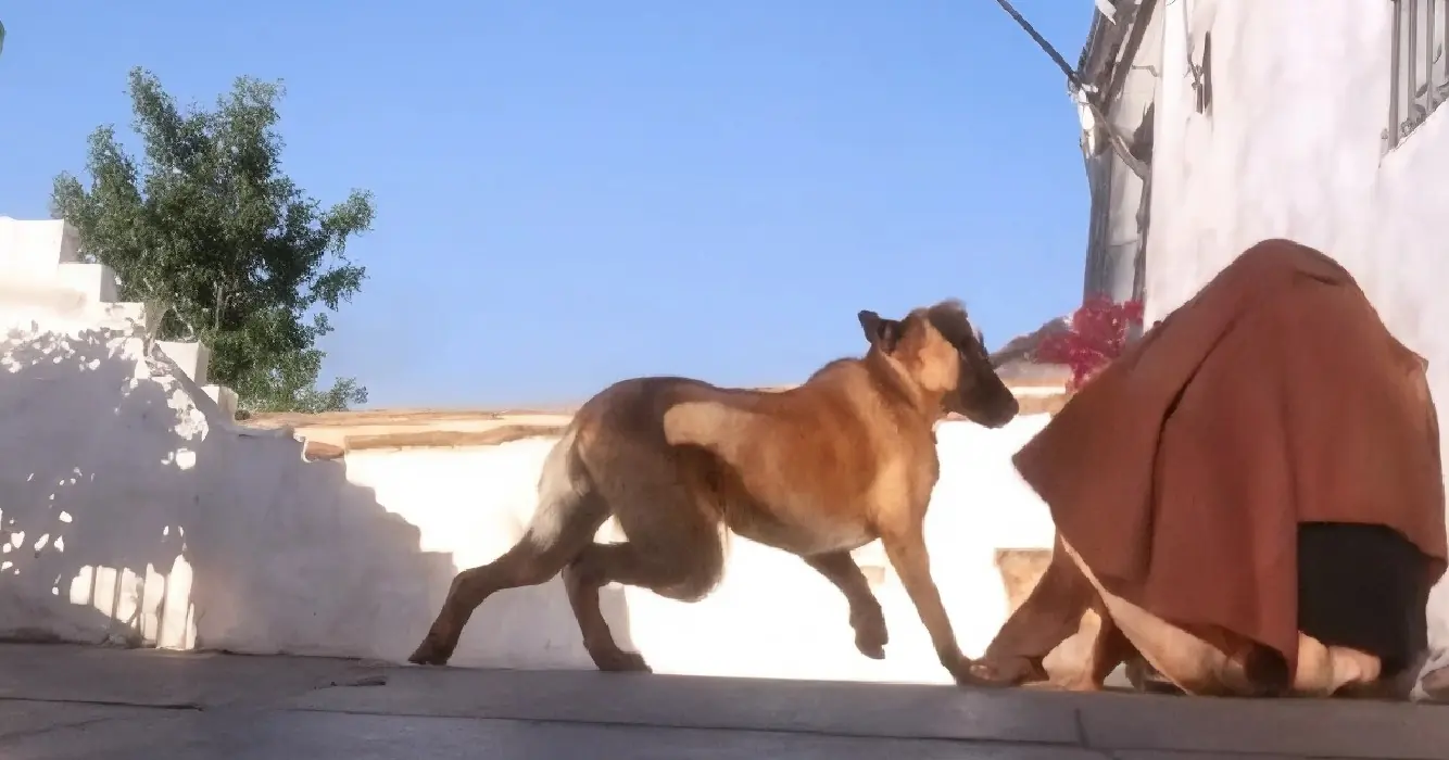 Zijn baasje is weg geweest en verrast zijn hond toen hij zijn geur rook gebeurde er iets bijzonders