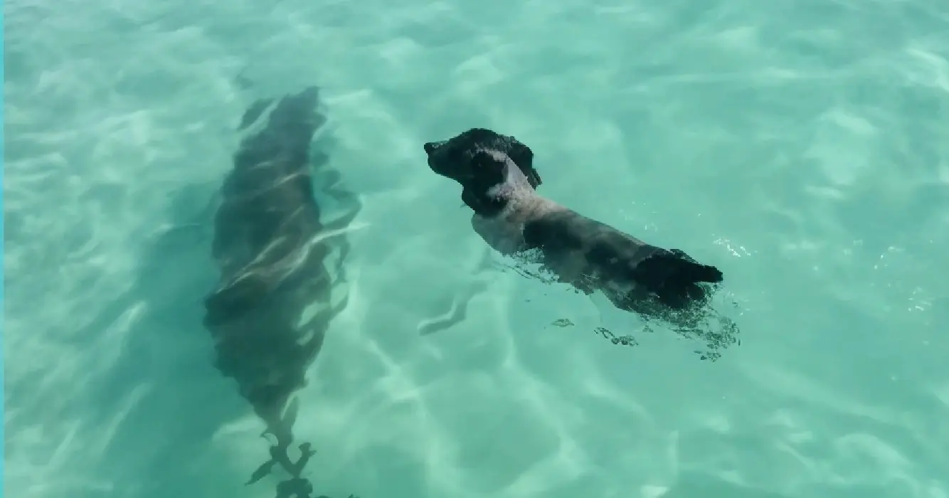 Dolfijn komt aan land om met hond te spelen en al snel zijn ze de beste maatjes