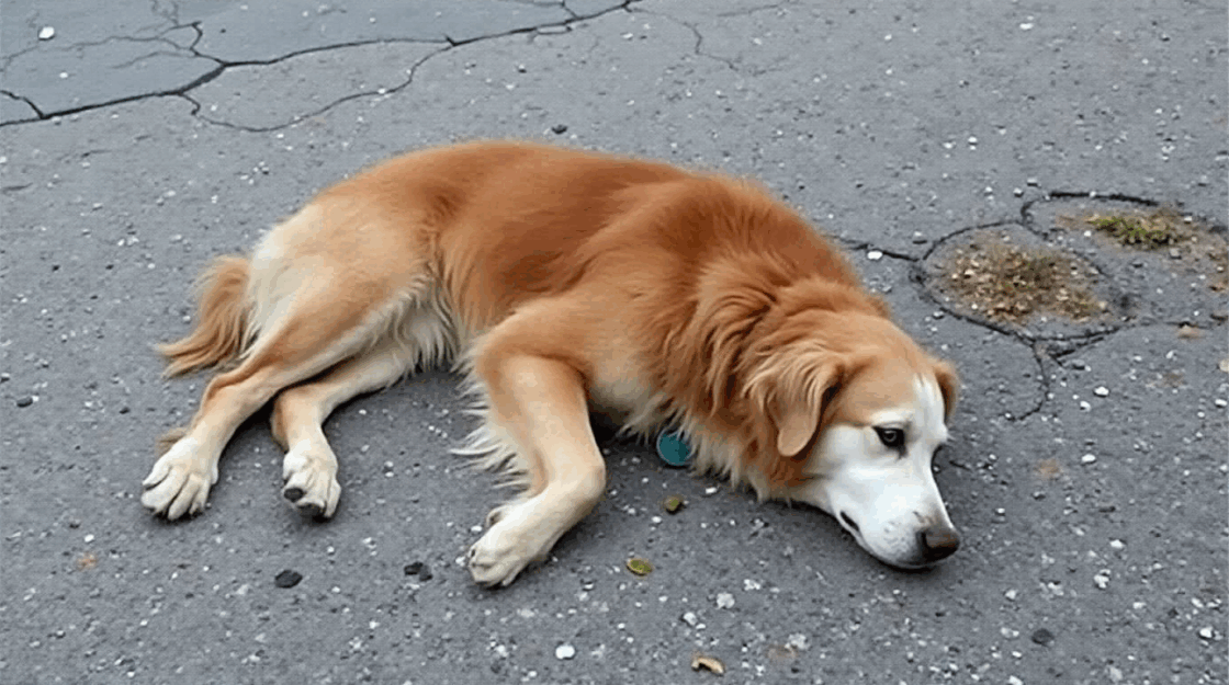 Bloedstollende beelden als man leven riskeert om doodsbange hond op snelweg te redden