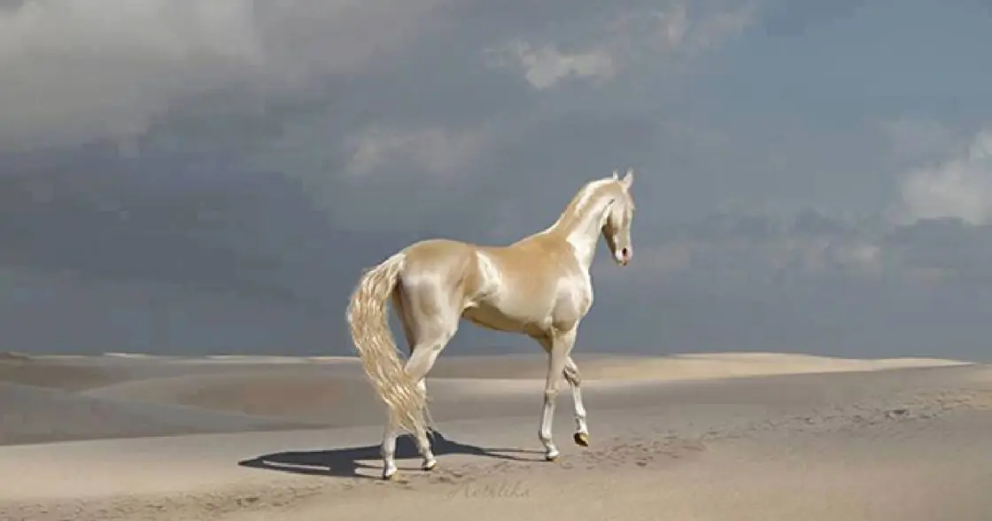 Het mooiste paard van de wereld lijkt wel in goud te zijn gedompeld