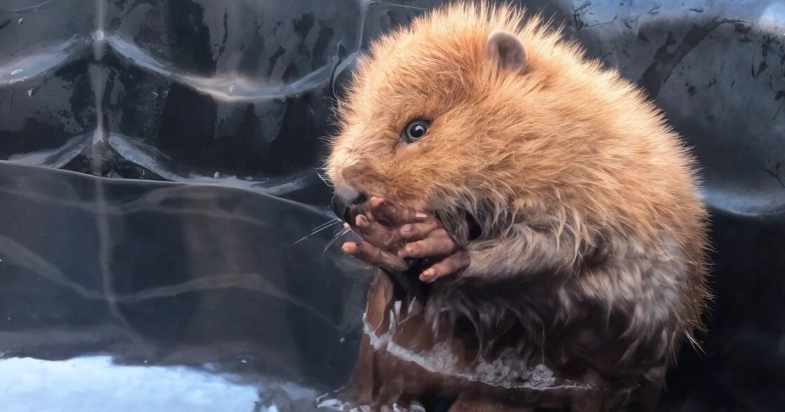 De schattige baby bever is aan het badderen wat er dan gebeurt is zo lief en grappig